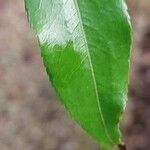 Camellia sinensis Blatt