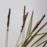 Carex esenbeckii 其他