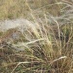 Stipa pennata Habitat