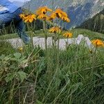 Arnica montana Natur