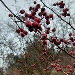 Crataegus laciniata Fruto