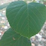 Tilia chinensis Hoja