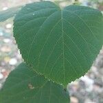 Tilia chinensis Leaf