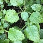 Plectranthus madagascariensis Лист