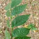 Jacaranda macrantha Blad