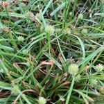 Cyperus hortensis 形态