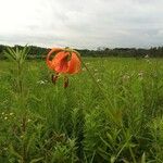 Lilium michiganense Plante entière