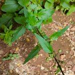 Scrophularia trifoliata Likasa
