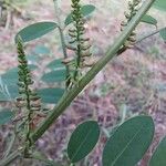 Indigofera suffruticosa പുഷ്പം