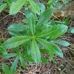 Chimaphila umbellata ഇല