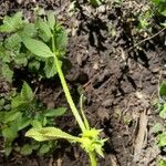 Asperugo procumbens Ostatní