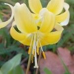 Erythronium tuolumnense फूल