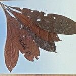 Sextonia rubra Leaf
