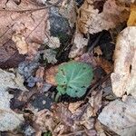 Geum canadense Blad