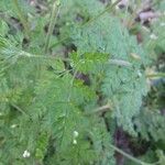 Chaerophyllum tainturieri Blatt