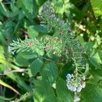 Lysimachia clethroidesFruit