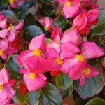 Begonia cucullata Blüte