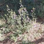 Medicago sativa Агульны выгляд