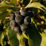 Hedera colchica Fruit