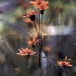 Arnica chamissonis Λουλούδι
