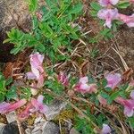 Chamaecytisus purpureus Fuelha