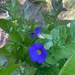 Thunbergia battiscombei Flower