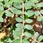 Euphorbia prostrata Leaf