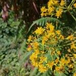 Sonchus canariensis Blüte