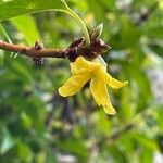 Forsythia suspensaFlower