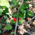 Berberis trifoliolata Плод