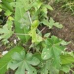 Cecropia obtusa Blatt