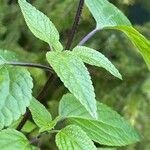 Salvia guaranitica Lehti