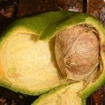 Eugenia wentii Fruit