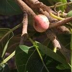 Ficus ingens Fruto