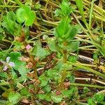 Lythrum rotundifolium Folla