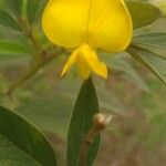 Cajanus cajan Flower
