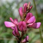 Onobrychis supina Flower