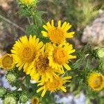 Inula spiraeifolia Flower