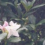 Rhododendron maximum Flower