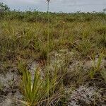 Schoenocephalium teretifolium