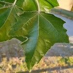 Populus albaList