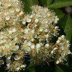 Sorbus californica