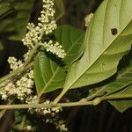 Matayba clavelligera Leaf