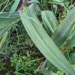 Gladiolus communis Blatt