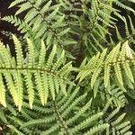 Dryopteris wallichiana Folha