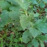 Geum canadense Blad