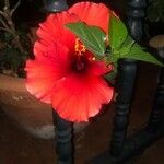 Hibiscus rosa-sinensisBloem