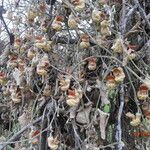 Aristolochia californica Blomma