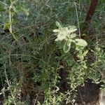 Lippia micromera Лист