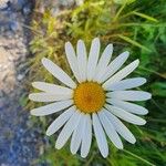 Leucanthemum heterophyllum Žiedas